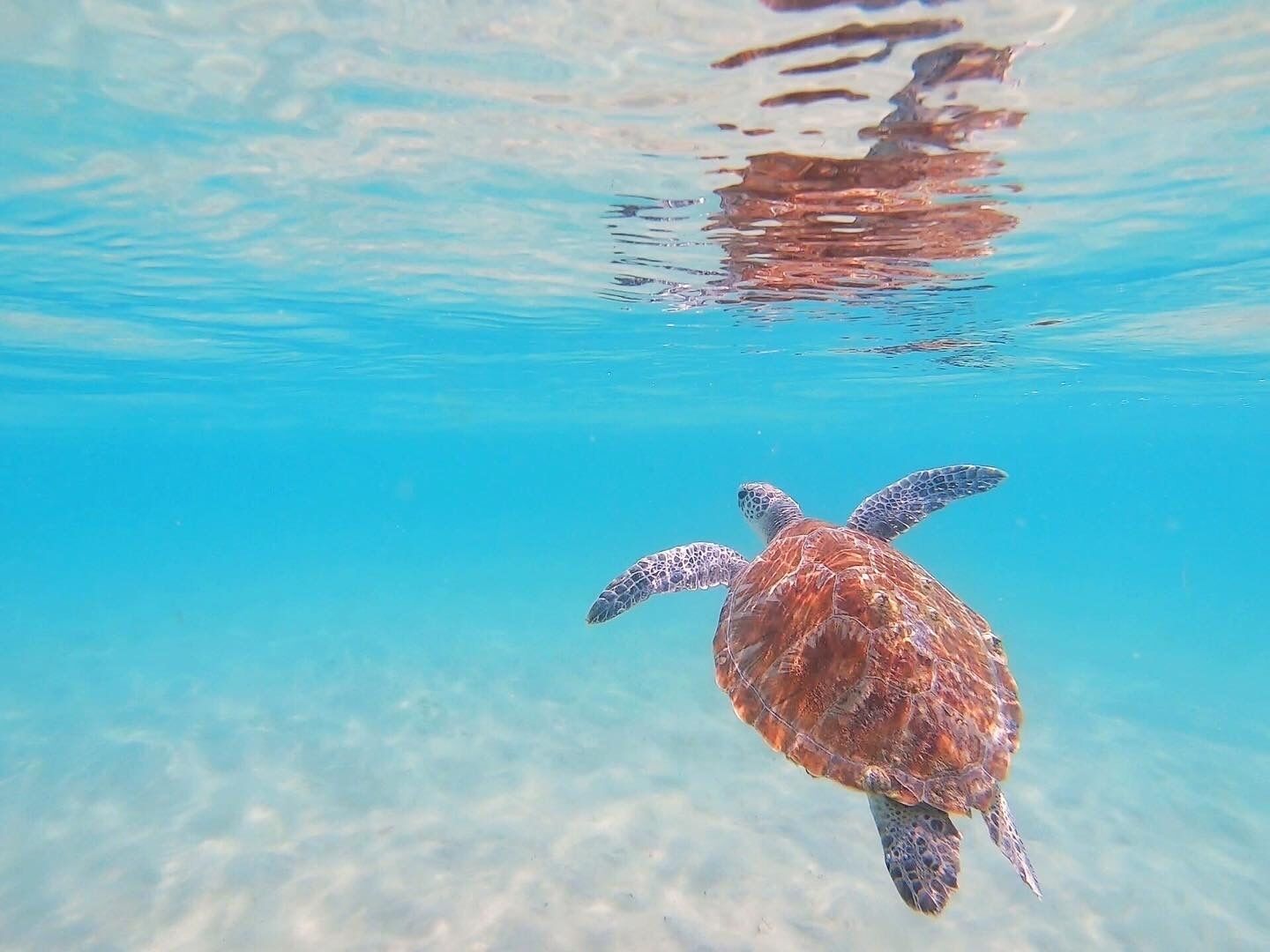 Dee's Retreat - Oceanview Apartments — image 3