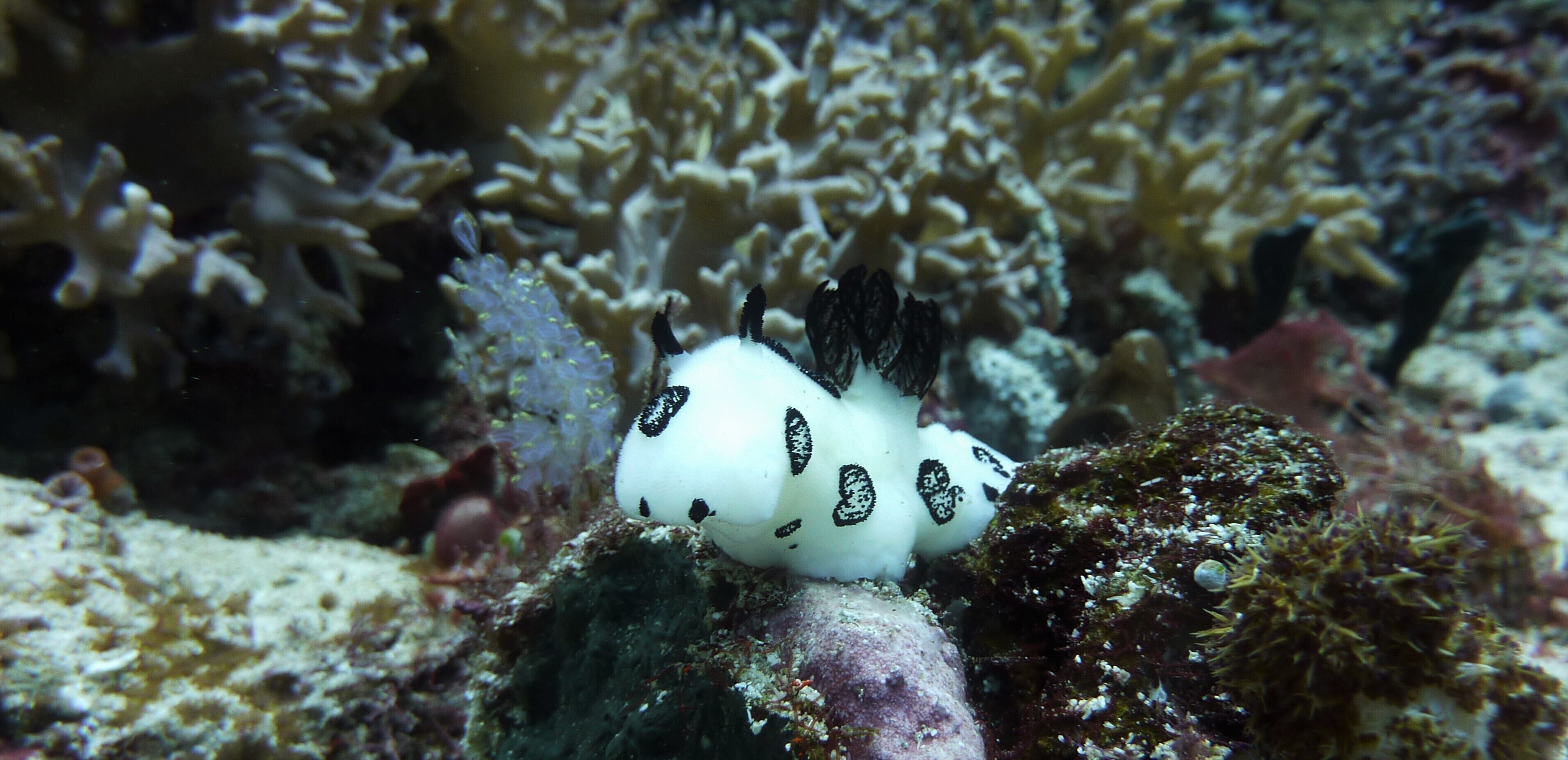 Our Bungalow Set In Front White Sandy Beach Integrated With The Jungle
