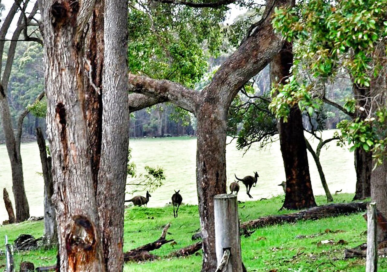 For The Birds Yallingup — image 26