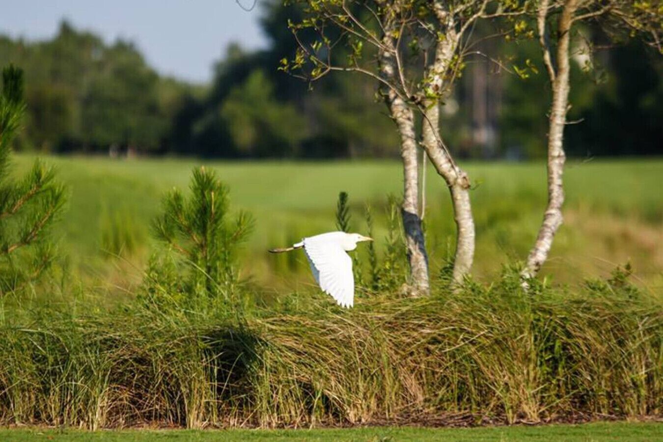 A white bird flying near a tree in a grassy field.