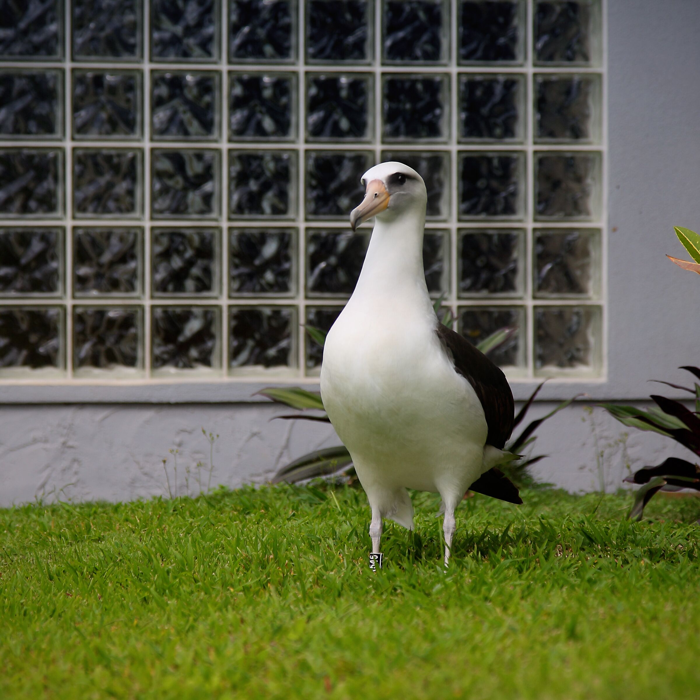 Pássaro em cima da grama, em frente a uma janela com padrão de grade.