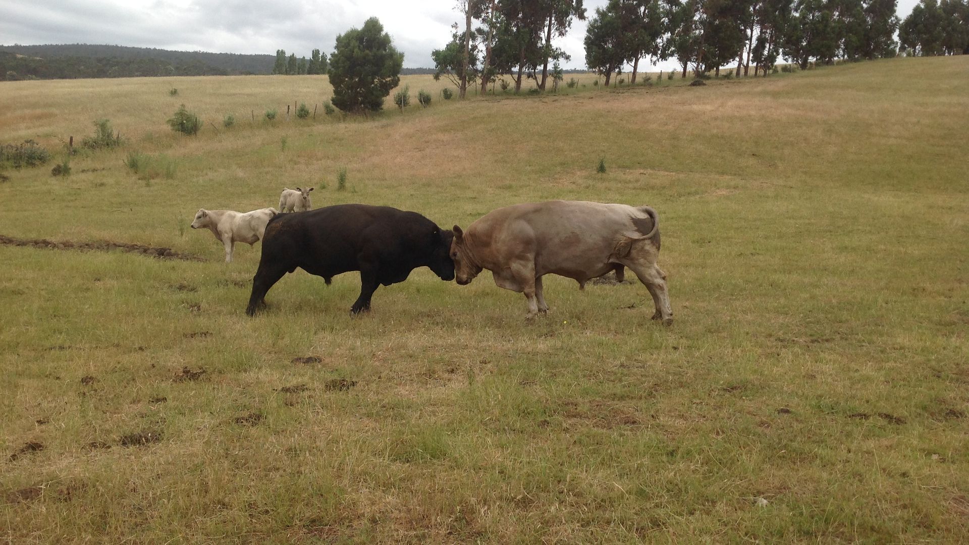 Glenayr Pinot Apartment — image 7