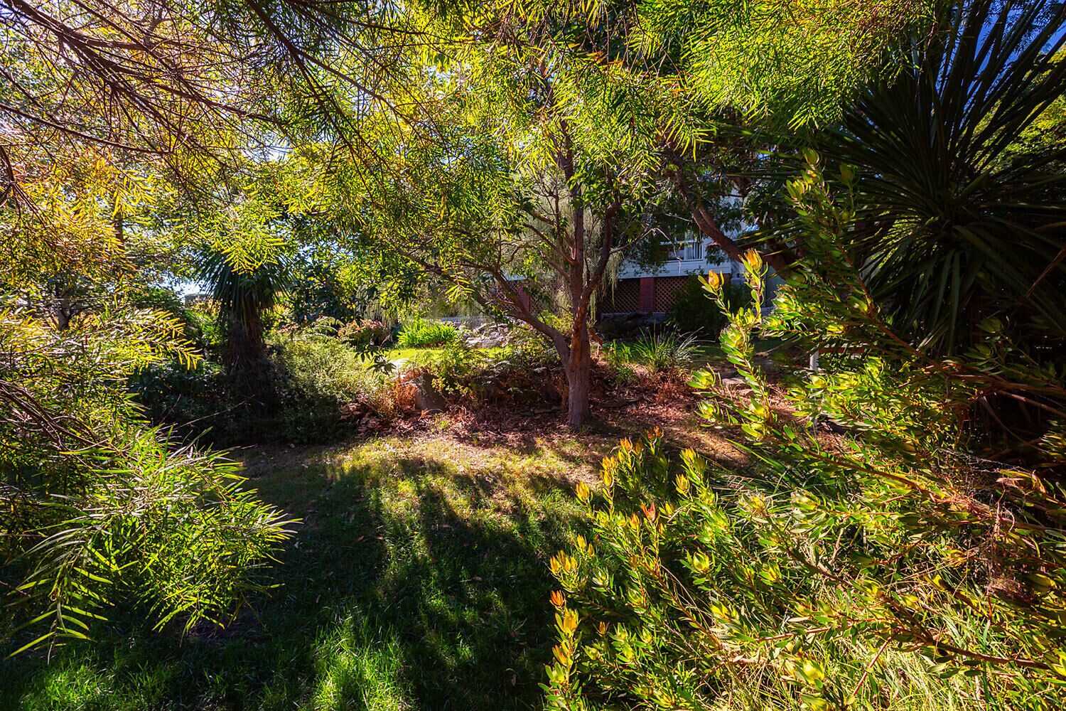 Cockatoo Cabin Bay of Fires — image 17