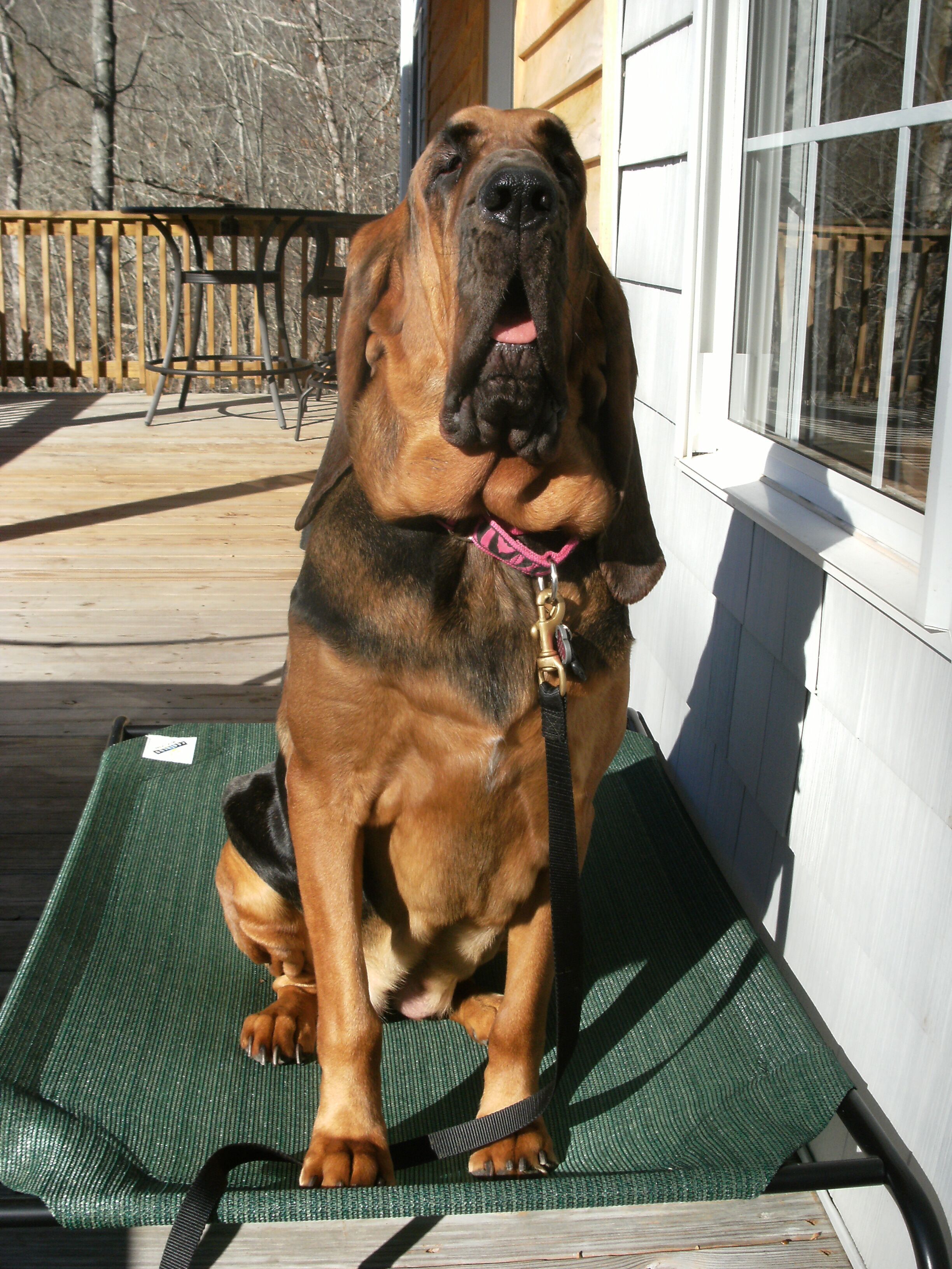 Un grand chien est assis sur un tapis vert devant un bâtiment doté d’une terrasse en bois et d’une rambarde en métal en arrière-plan.
