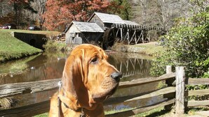 Een hond zit op een stenen pad met een houten omheining en een watermolen op de achtergrond.