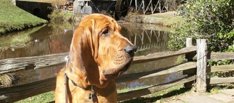 *** Achetez 5 nuits, OBTENEZ 2 NUITS GRATUITES! (Même séjour).***