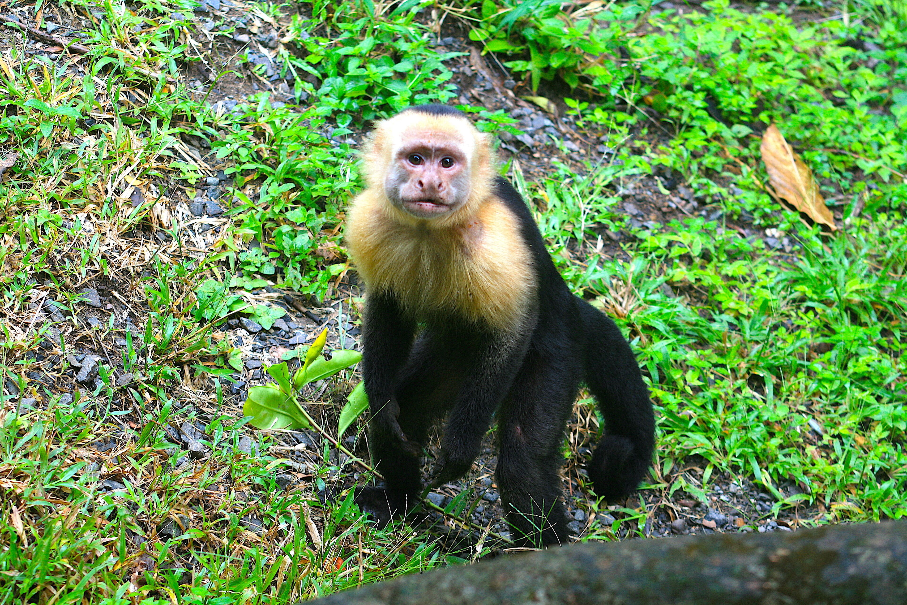 A monkey with a golden mane standing on a grassy area with rocks and greenery.