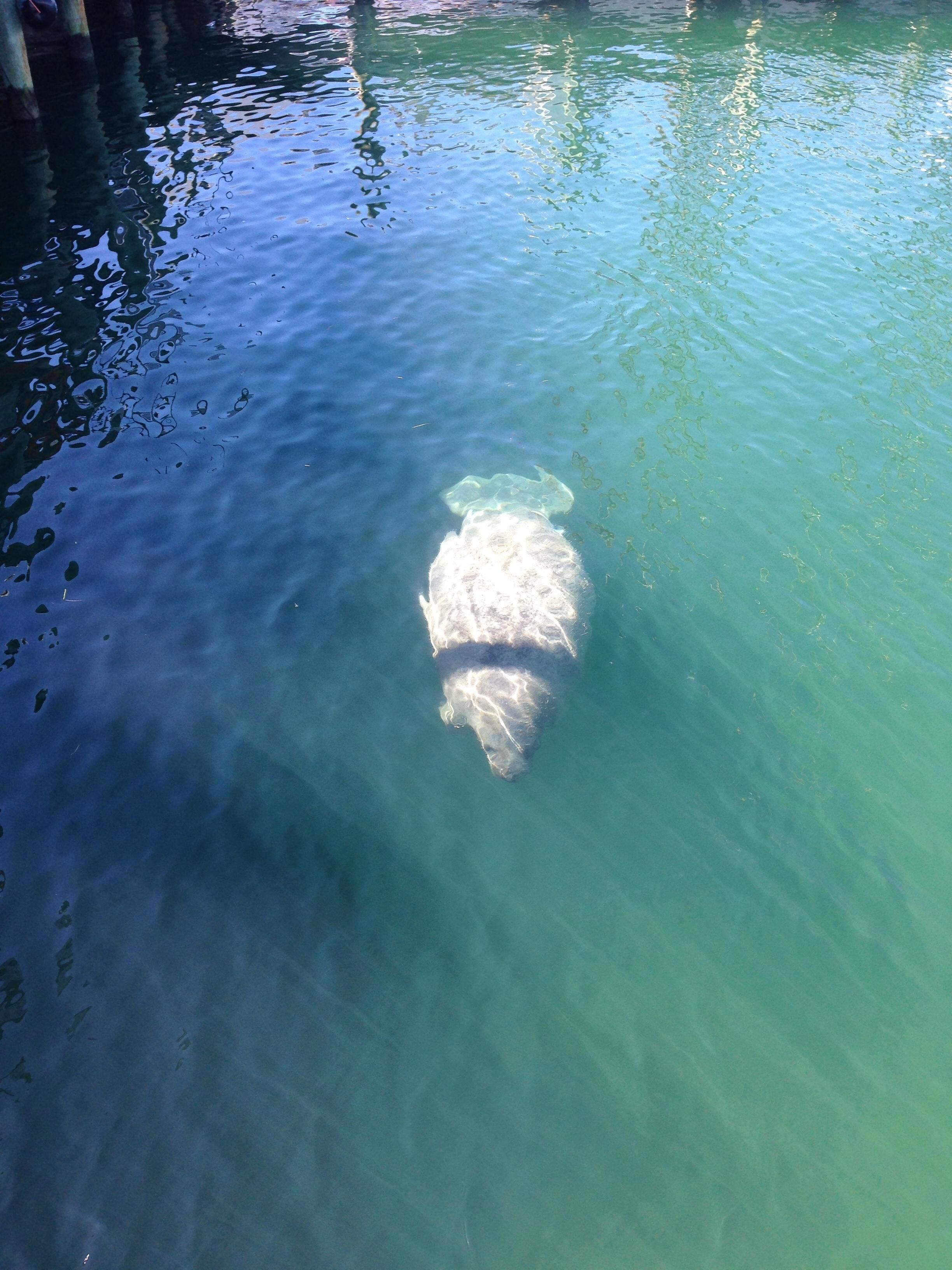 Key West Harbor  44ft Morgan Catalina Sailboat Wild Thing 