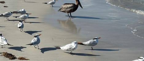 On the beach, sun loungers, beach towels