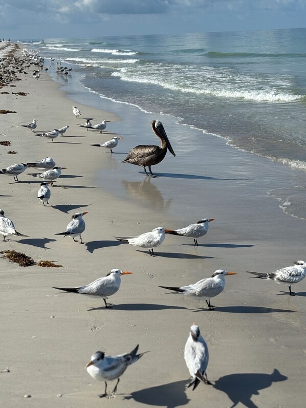 Plage, chaises longues, serviettes de plage