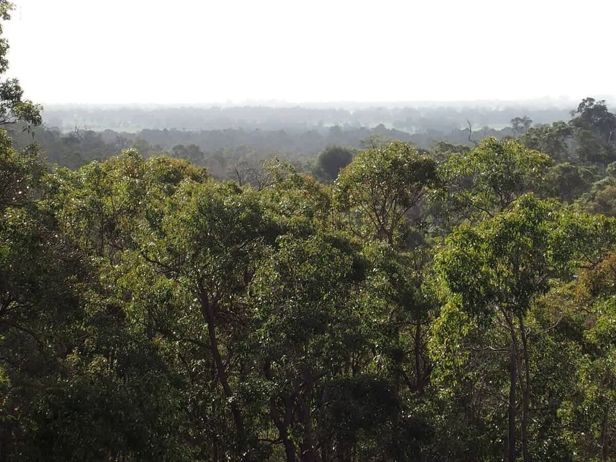 A dense forest with a variety of trees and a distant view of a cityscape.