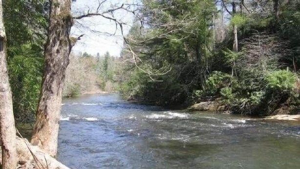 Un río serpentea por una zona boscosa, flanqueado por árboles a ambos lados.