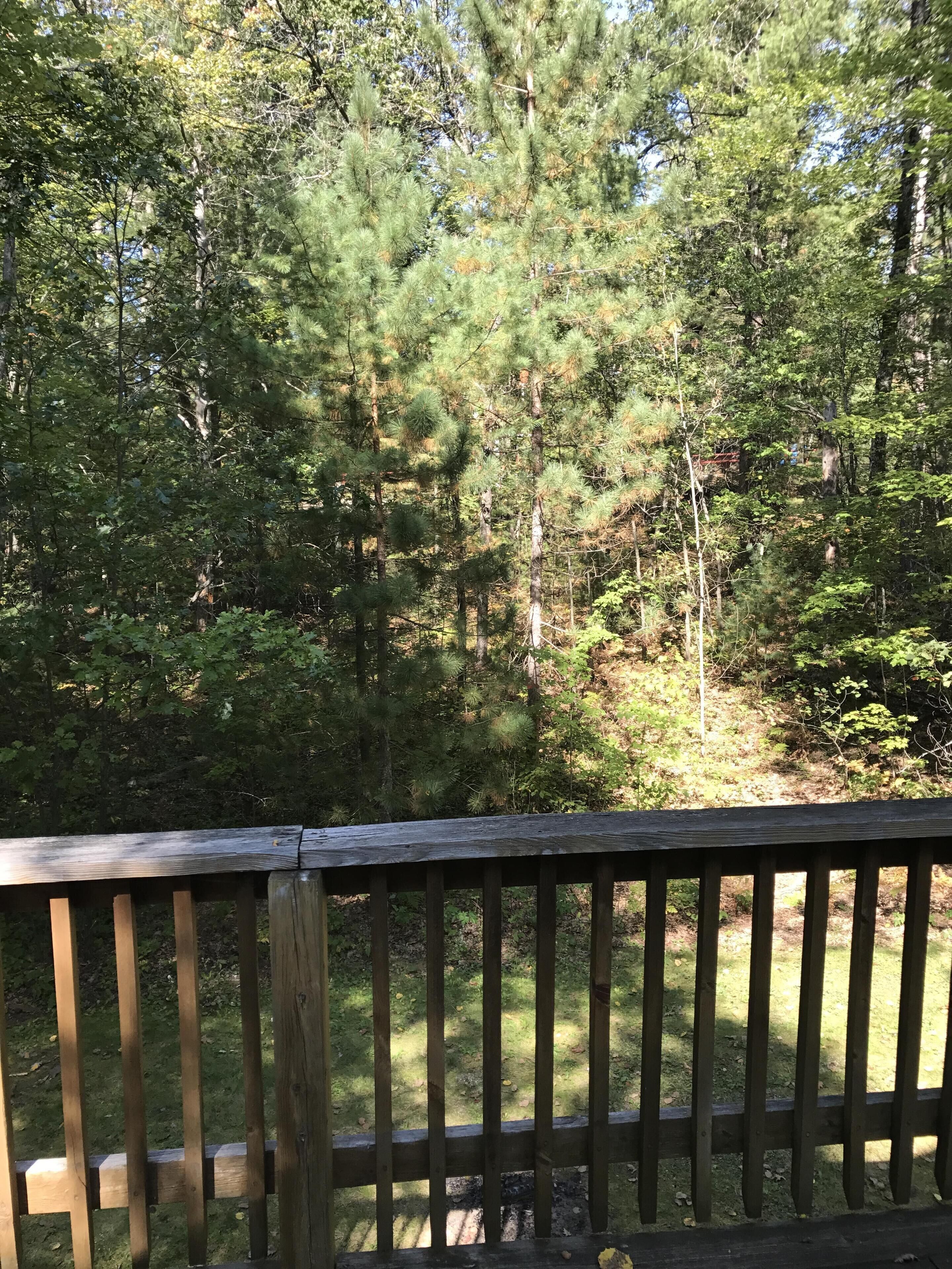 The back yard is surrounded by trees. 