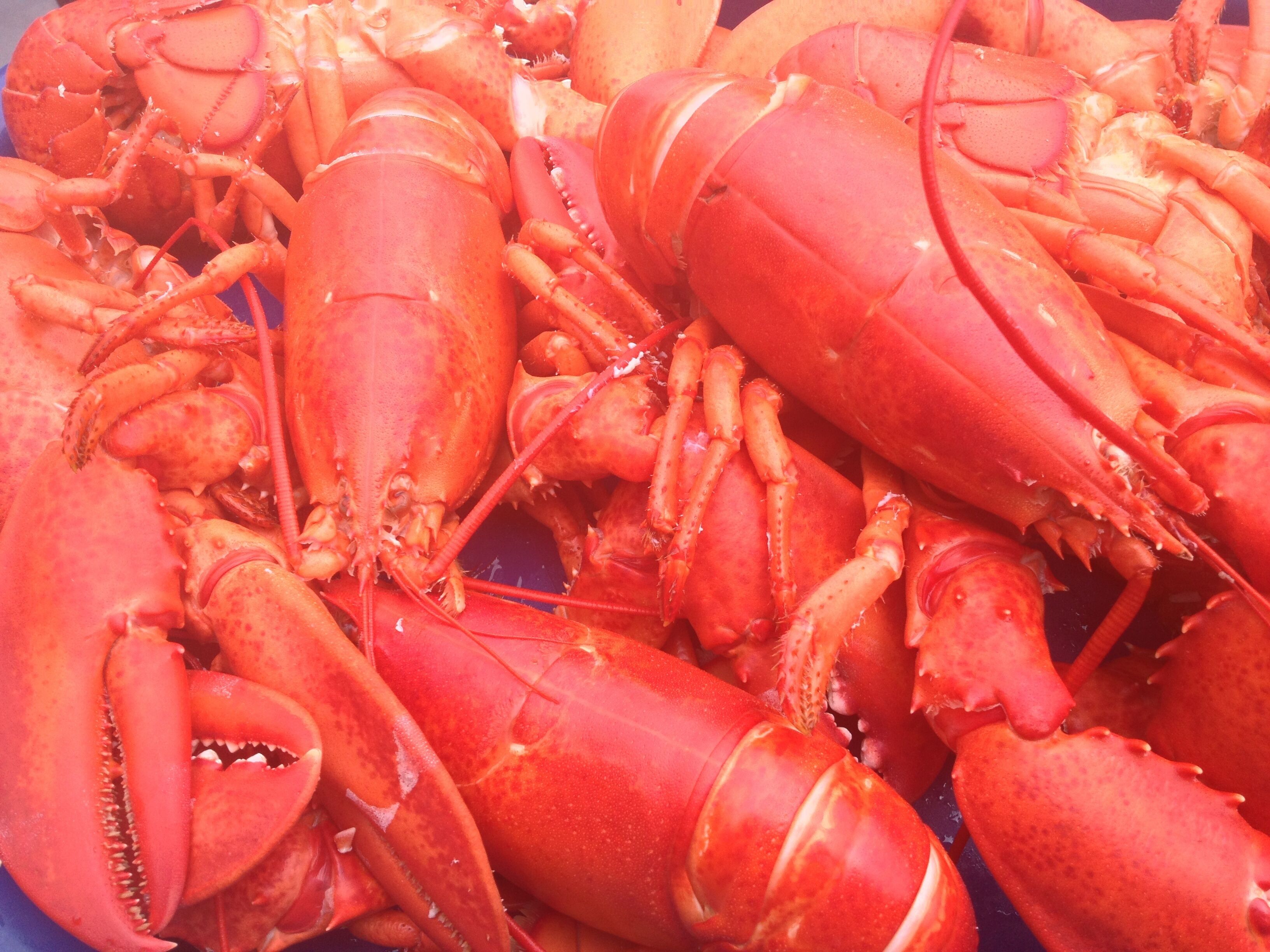 A close-up of multiple cooked lobsters with visible claws and shells.