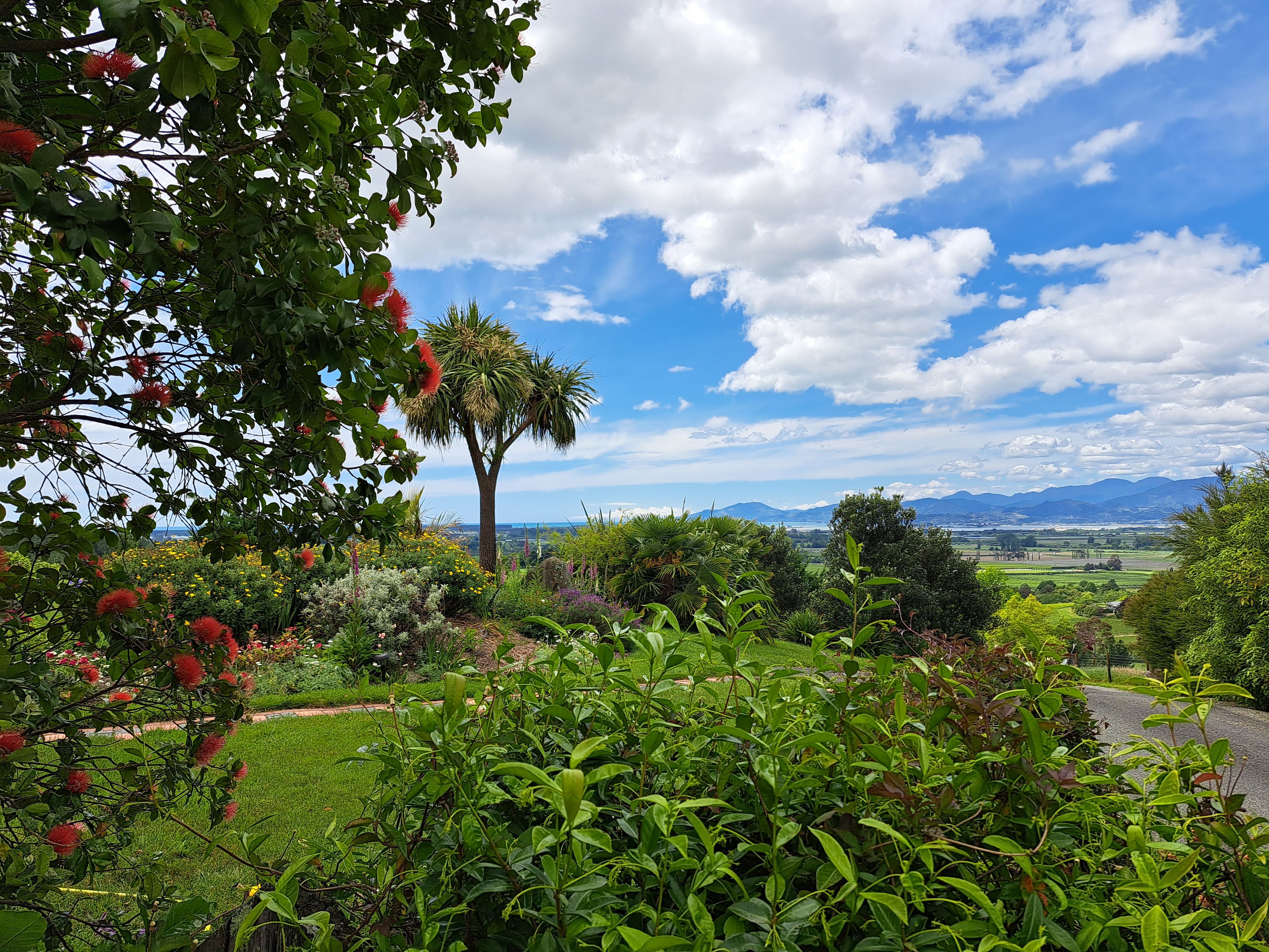 Un exuberante jardín con diversas plantas y una palmera.