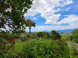 Un jardí exuberant amb una varietat de plantes i una palmera.