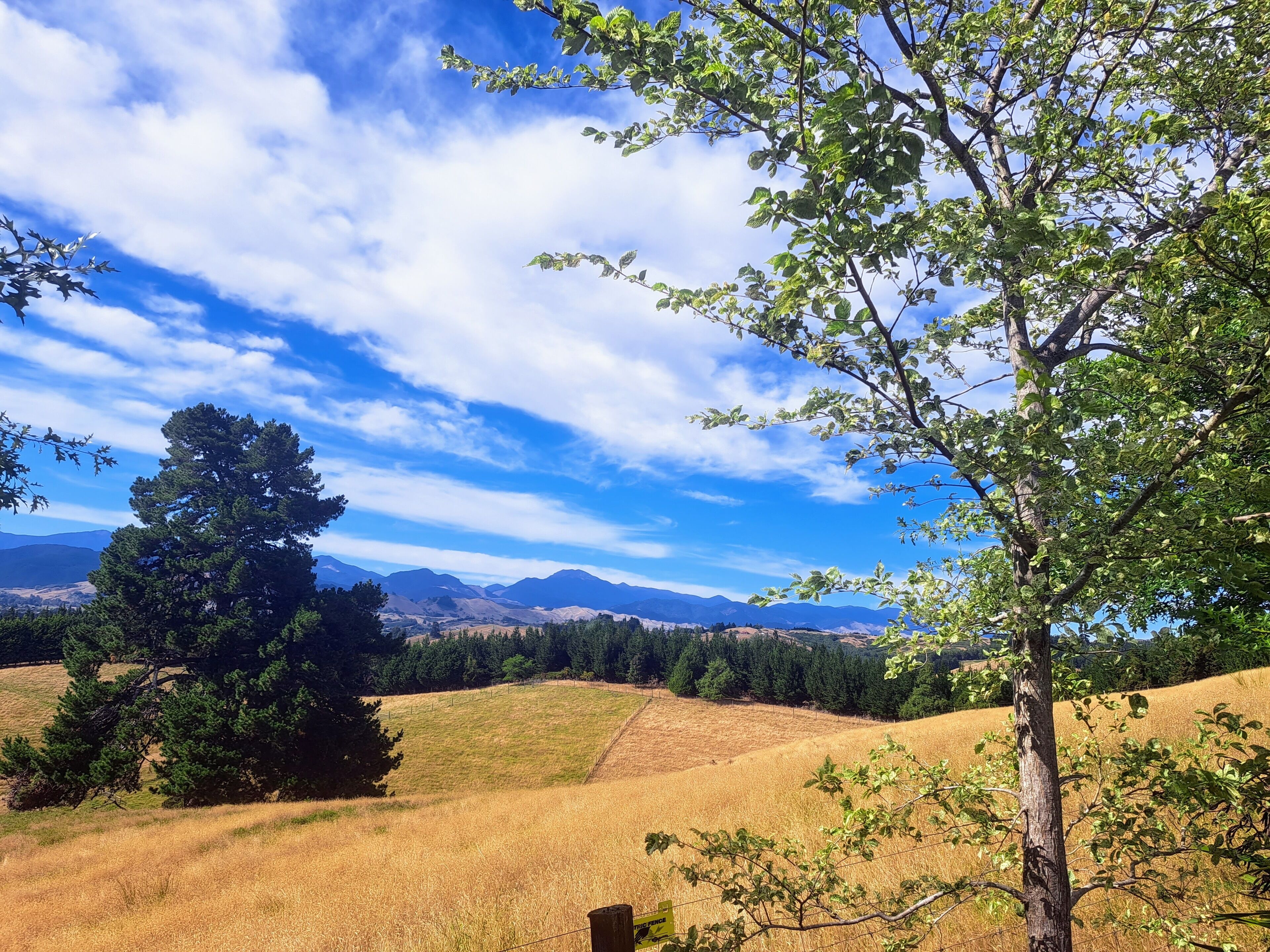 A rural landscape with rolling hills, a clear blue sky, and a tree in the foreground.