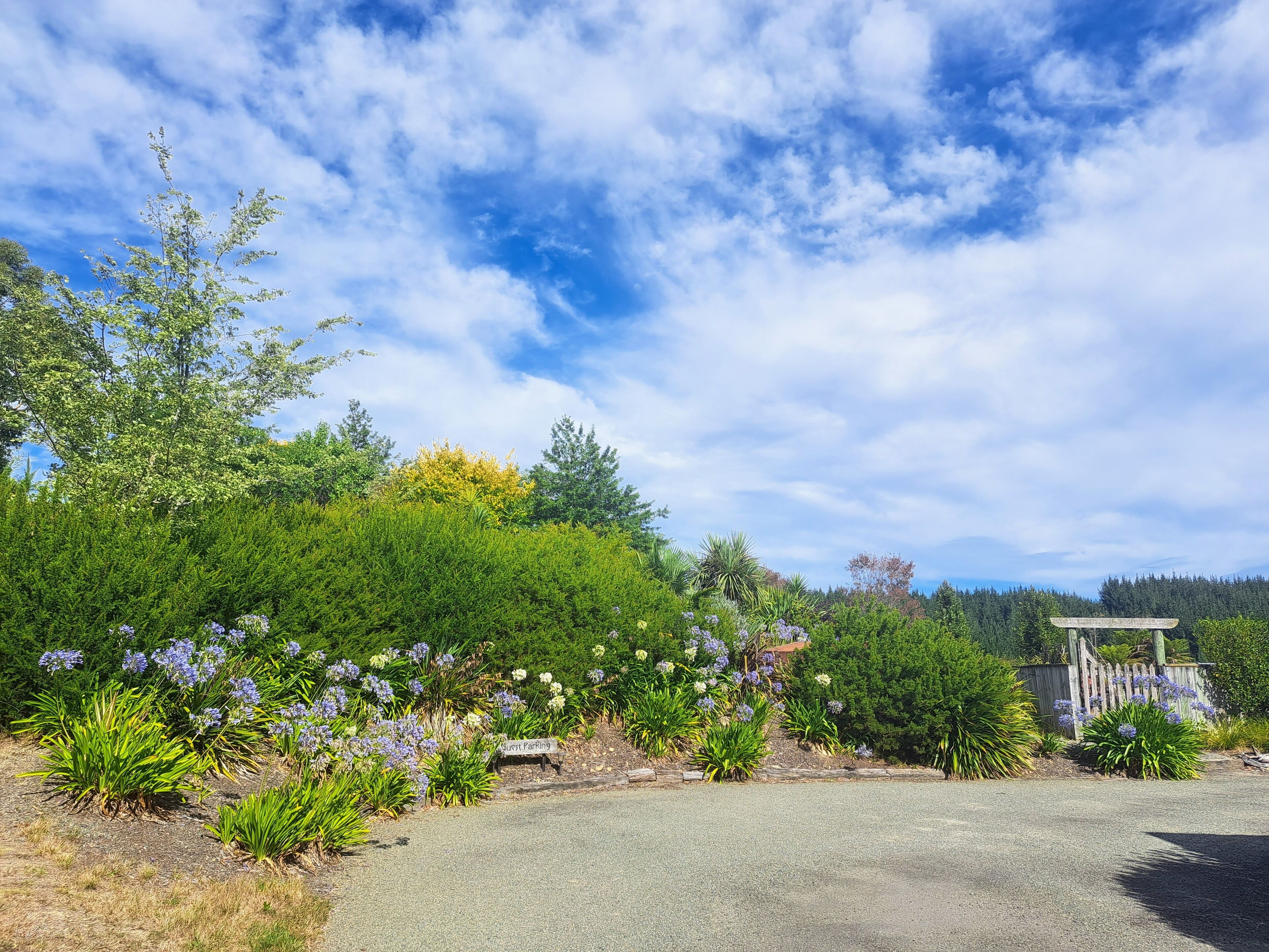 A gravel parking area with a sign reading "Guest Parking" amidst a garden with various plants and flowers.