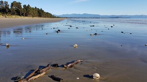 Una platja amb aigües tranquil·les, restes disperses i una zona boscosa al fons.