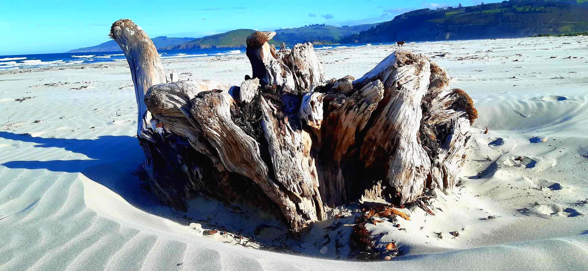 Driftwood Warrington Beach.