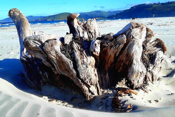 Driftwood Warrington Beach.