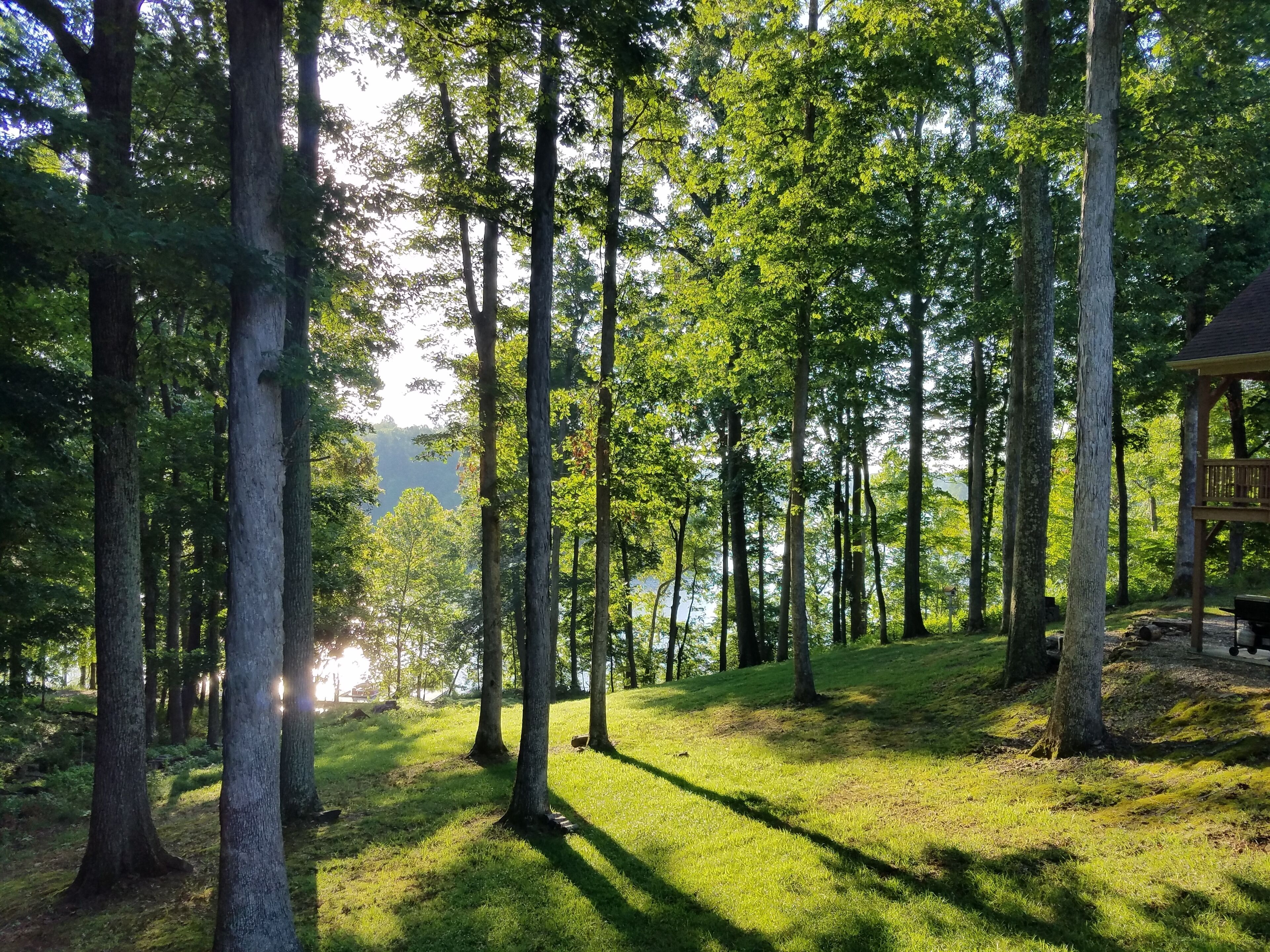 Backyard view