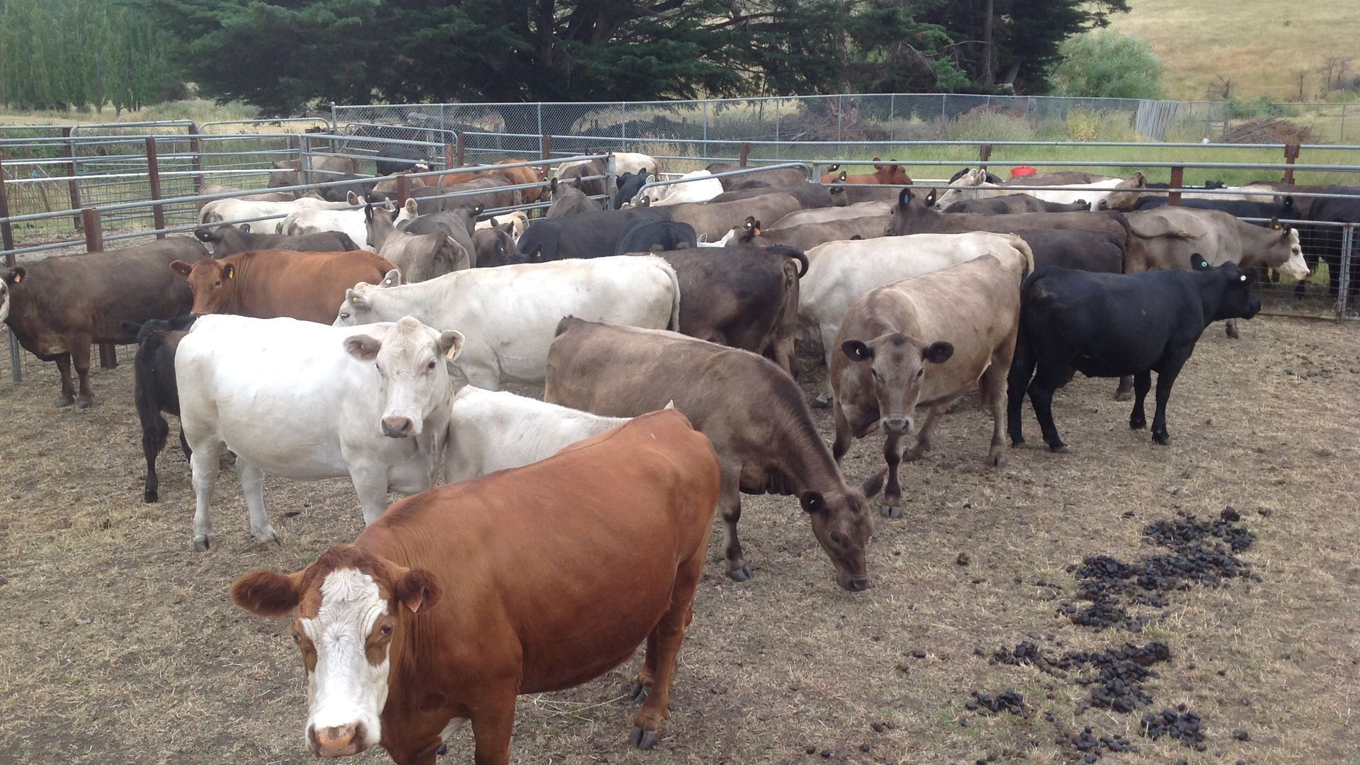 Glenayr Traminer Apartment — image 7