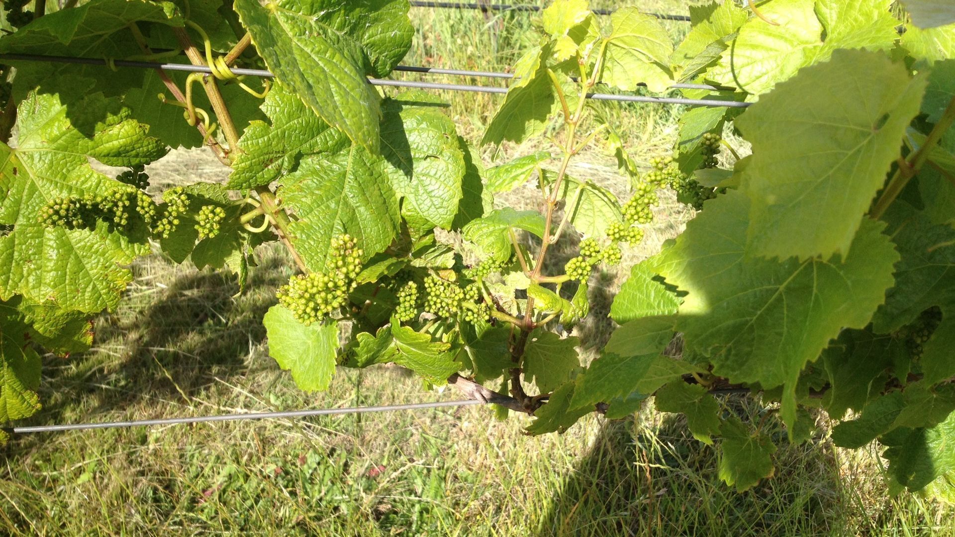 Glenayr Traminer Apartment