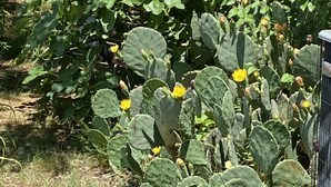 A cactus garden with green foliage and yellow flowers.