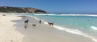 Die Lilypad Esperance