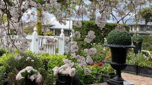 A garden with blooming flowers, a white fence, and a black planter.