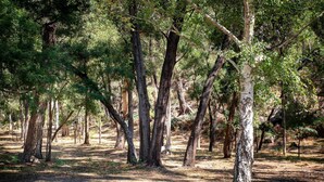 A forested area with multiple trees and a dirt path. - "School House Villa" hosted by Halls Gap Accommodation (Halls Gap)