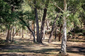 Property grounds - "School House Villa" hosted by Halls Gap Accommodation (Halls Gap)