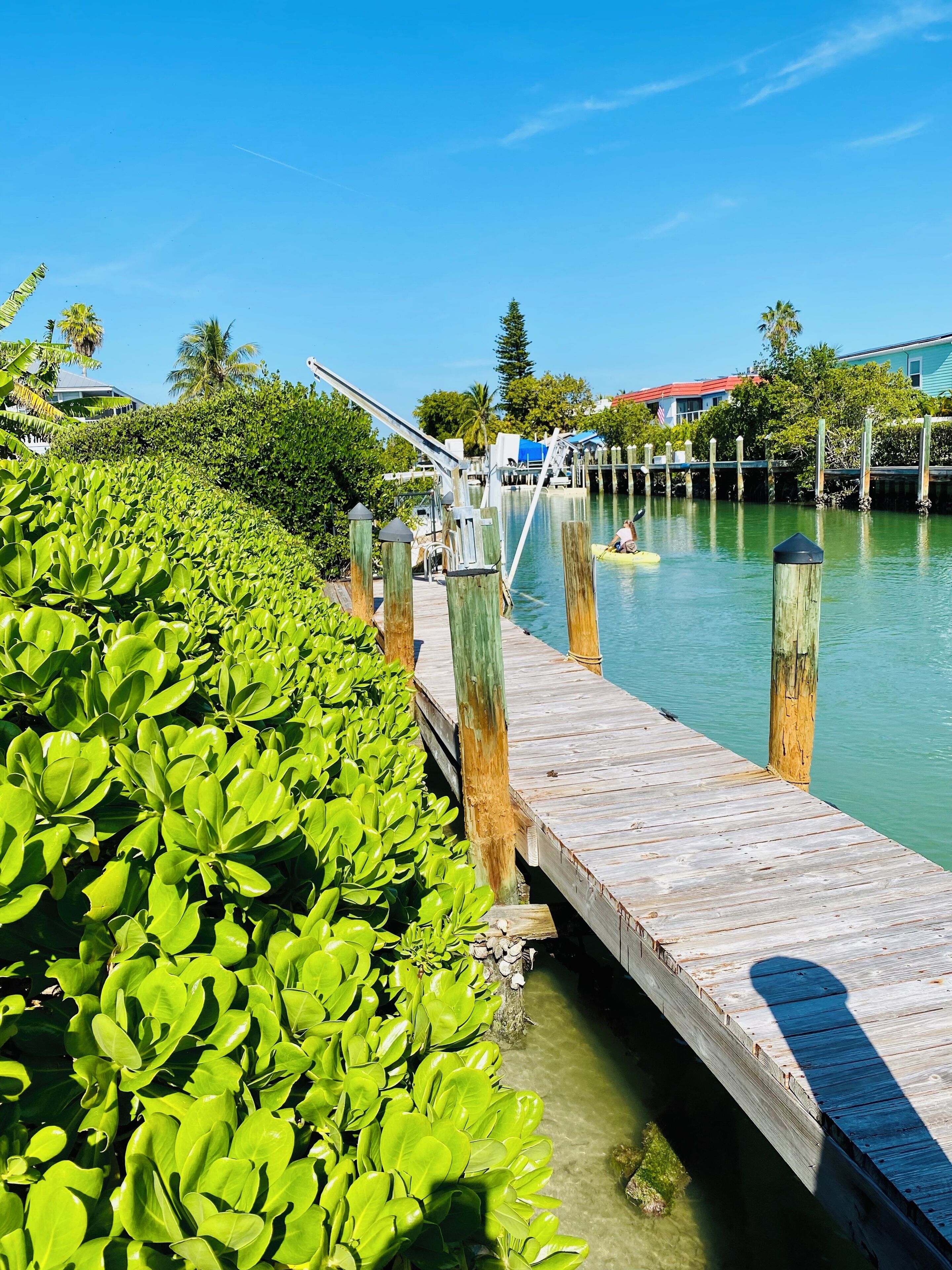A wooden dock extending into a body of water, surrounded by lush green foliage.