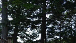 A wooden deck leading to a lake surrounded by tall trees. - Boathouse Cottage. Private Beach. Sunset, Mountain,  Lake Views. Near Acadia NP! (Sullivan)