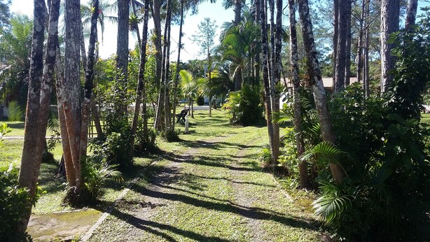 A pathway through a tropical garden with tall trees and lush greenery. - BARRETINHO'S FARM. PURE LEISURE!! A MIX OF BEACH AND COUNTRY LIFE, LOTS OF FUN. (Itanhaém)