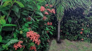 Un jardín con diversas plantas y una palmera.