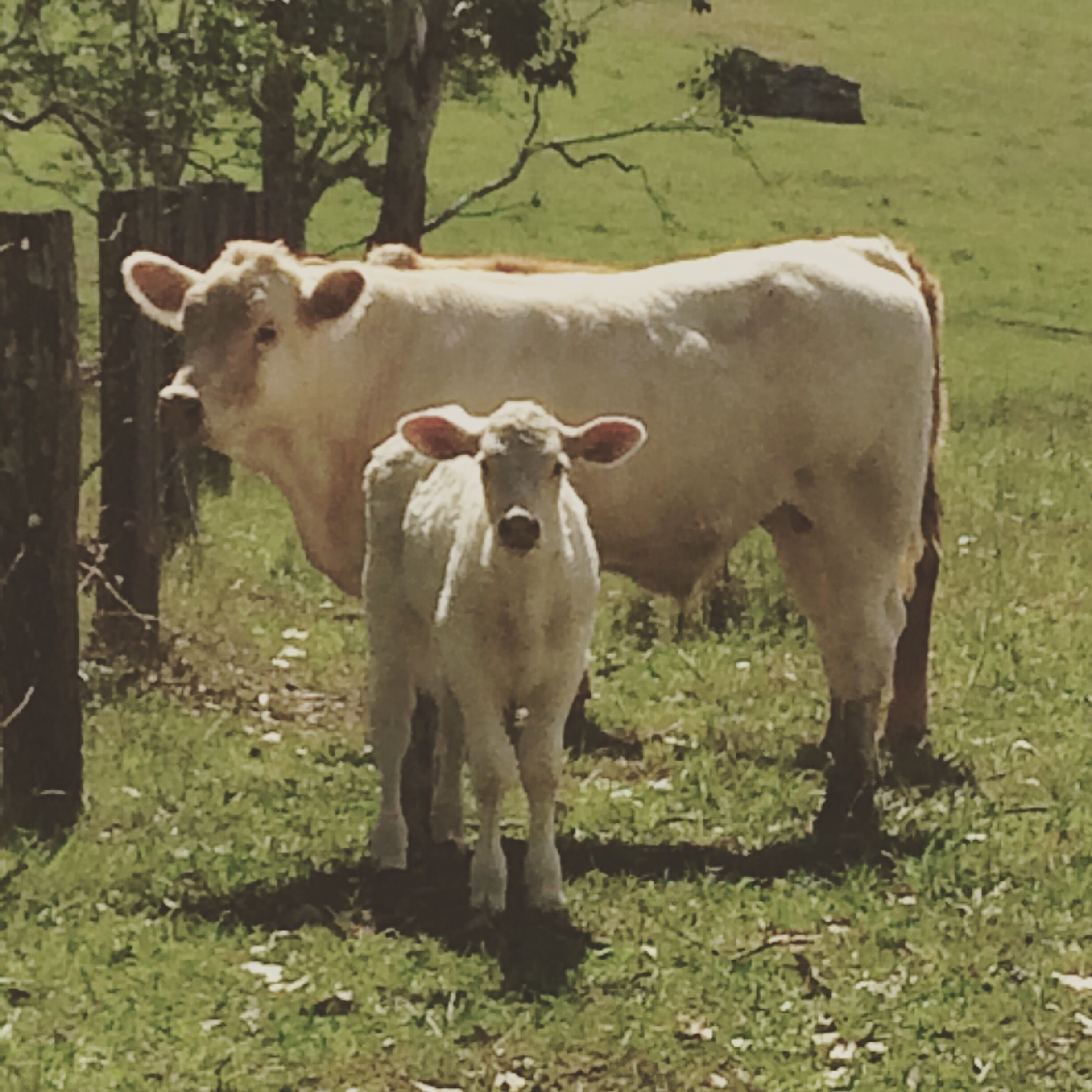 Beautiful cabin for a couple. — image 15