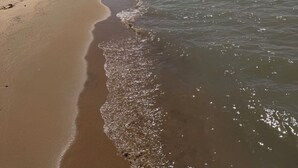 Una playa con orilla arenosa, zona boscosa y cielo despejado.