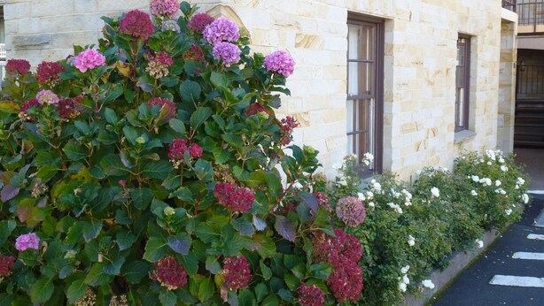 A stone building with a large bush of hydrangeas in front. - API Leisure & Lifestyle Battery Point (Battery Point)