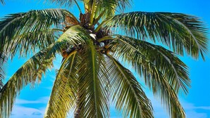 A palm tree with a clear view of the ocean and a mountain range in the background. - Paradise Perfected! Your Exclusive Beachfront Escape in Bucerías. (Bucerias)