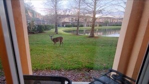 A deer in a grassy area with a pond and trees, viewed from a window. - 3 BR/3BH, 3 miles to Disney, Gates Resort, Pool with Water Slides (Kissimmee)