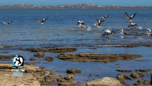 A coastal scene with birds flying over water and rocks in the foreground. - Absolute Waterfront Views + Kayaks (Noonameena)