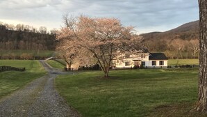 Eine ländliche Landschaft mit einem weißen Haus, einem Kiesweg und einem Baum mit rosa Blüten.