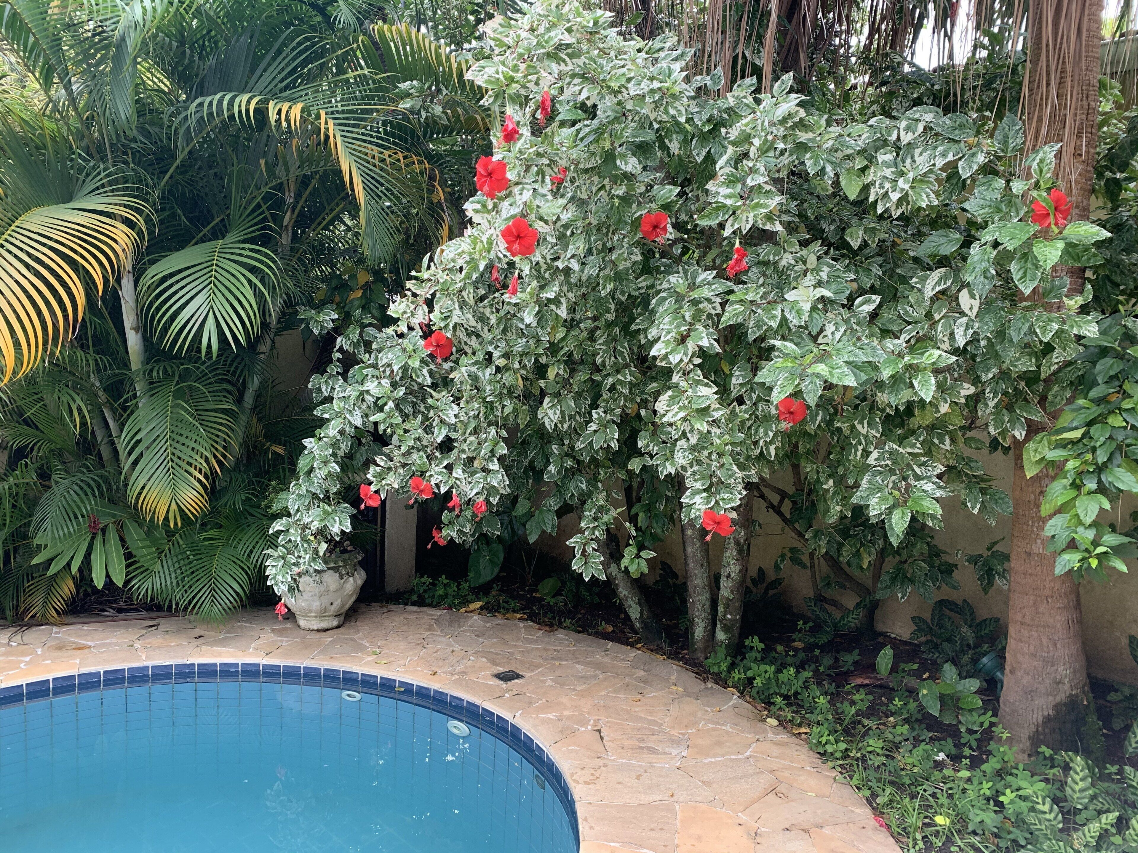 Una piscina envoltada de vegetació exuberant i plantes florides.