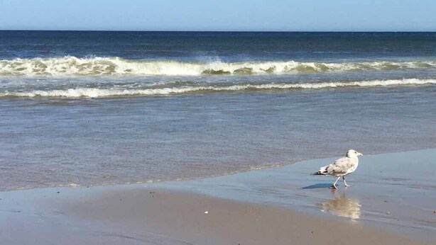 A seagull on a beach with waves in the background.