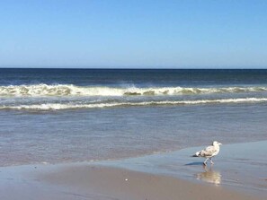 Een meeuw op het strand, met golven op de achtergrond.