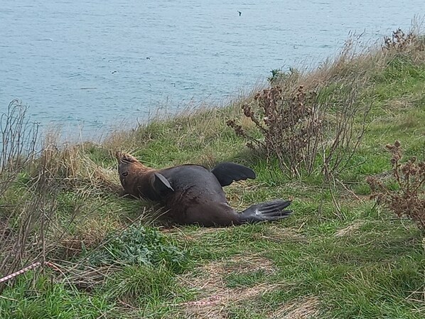 A seal lying on the grass near a body of water. - Beautiful ocean view from this lovely holiday home (Kakanui)