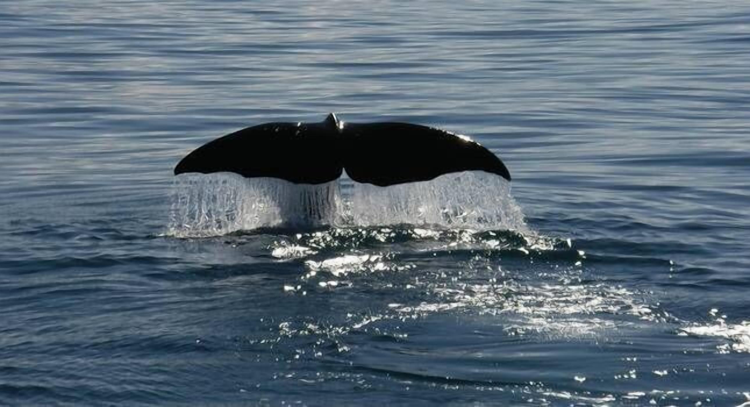 The House on the  Rock — image 22