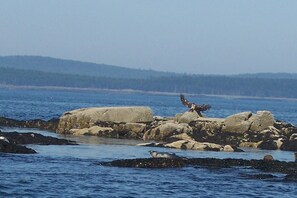A rocky shoreline with a bird perched on a rock and a seal in the water. - Log home on untouched cold stream lake (Lowell)